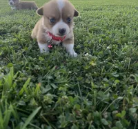 Pembroke Welsh Corgi Female Red, a female Pembroke Welsh Corgi for sale in Green Ridge, MO – 2 of 6