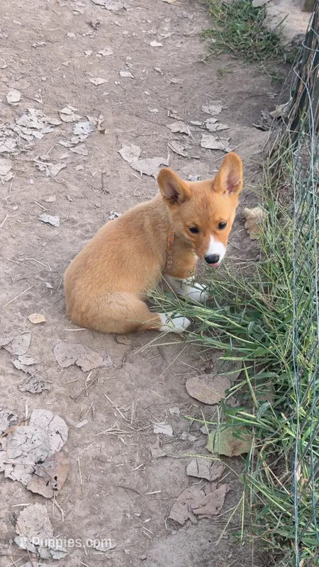 Pembroke Welsh Corgi Female Purple – Pembroke Welsh Corgi puppy for sale in Green Ridge, MO