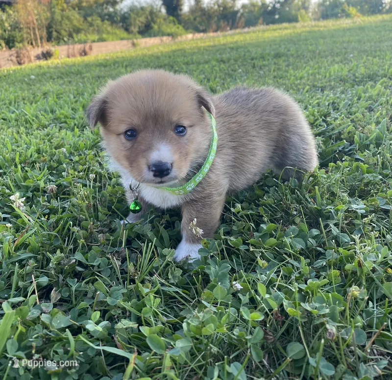 Pembroke Welsh Corgi Male Blue – Pembroke Welsh Corgi puppy for sale in Sedalia, MO