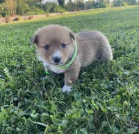 Pembroke Welsh Corgi Male Blue, a male Pembroke Welsh Corgi for sale in Green Ridge, MO – 1 of 4