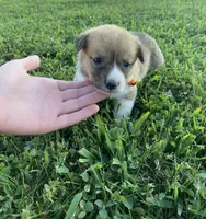 Pembroke Welsh Corgi Female Purple, a female Pembroke Welsh Corgi for sale in Green Ridge, MO – 2 of 4
