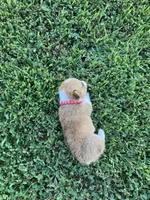 Pembroke Welsh Corgi Female Red, a female Pembroke Welsh Corgi for sale in Green Ridge, MO – 4 of 6