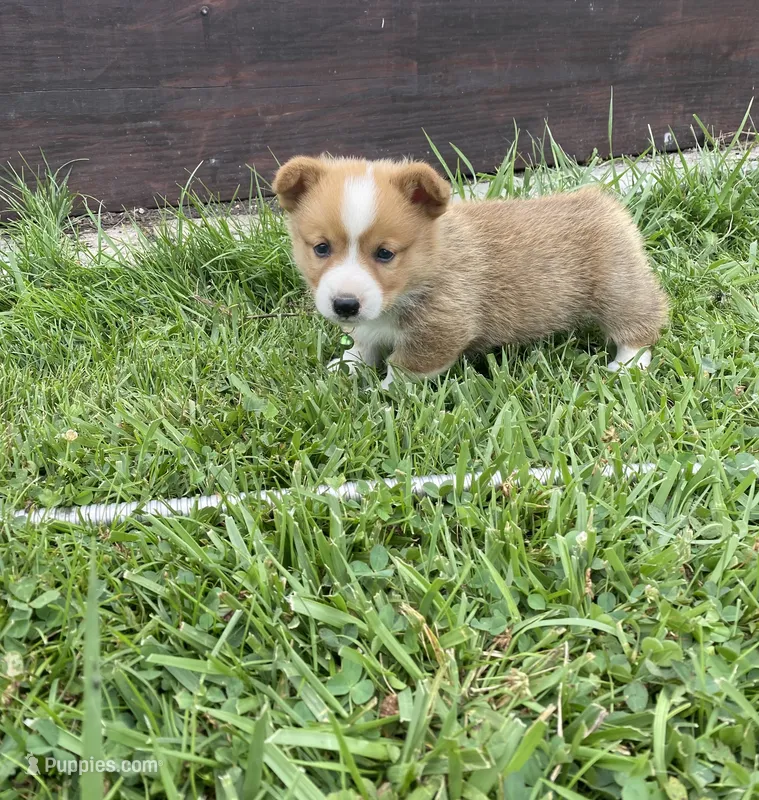Pembroke Welsh Corgi Male White – Pembroke Welsh Corgi puppy for sale in Sedalia, MO