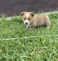 Pembroke Welsh Corgi Male White, a male Pembroke Welsh Corgi for sale in Green Ridge, MO – 1 of 4