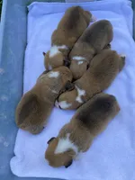 Pembroke Welsh Corgi Male Gold, a  Pembroke Welsh Corgi for sale in Sedalia, MO – 2 of 2