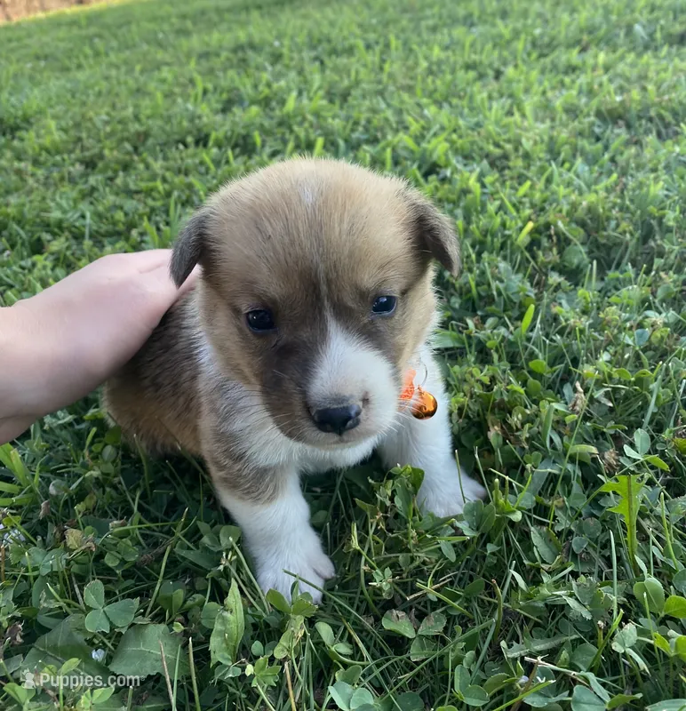 Pembroke Welsh Corgi Female Purple – Pembroke Welsh Corgi puppy for sale in Sedalia, MO