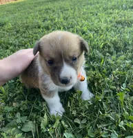 Pembroke Welsh Corgi Female Purple, a female Pembroke Welsh Corgi for sale in Green Ridge, MO – 1 of 4