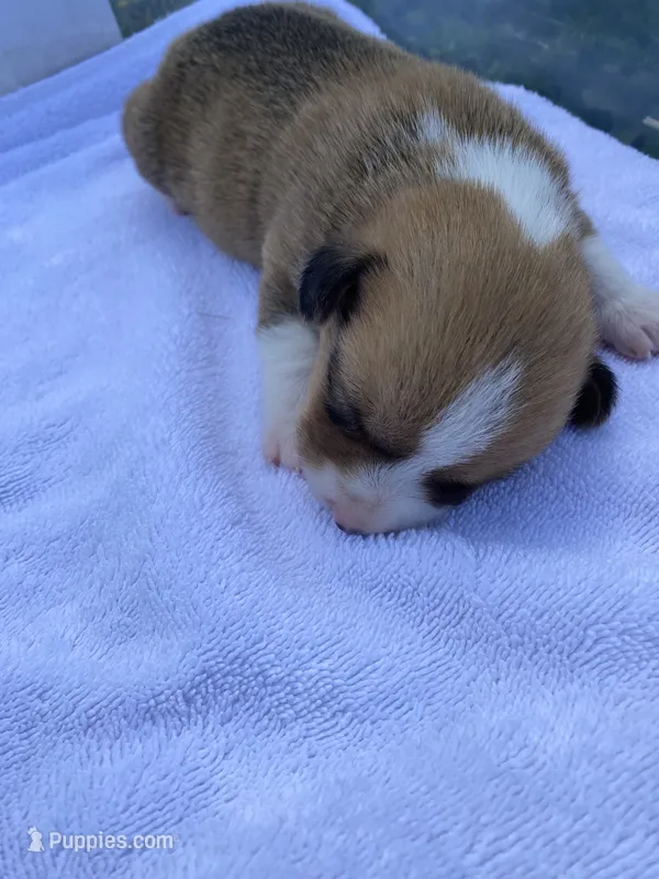 Pembroke Welsh Corgi Male Gold – Pembroke Welsh Corgi puppy for sale in Sedalia, MO
