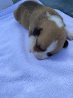 Pembroke Welsh Corgi Male Gold, a  Pembroke Welsh Corgi for sale in Sedalia, MO – 1 of 2