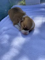 Pembroke Welsh Corgi Female Red, a  Pembroke Welsh Corgi for sale in Sedalia, MO – 1 of 2