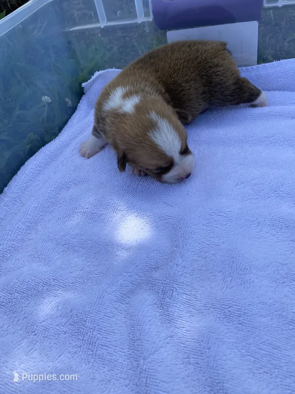 Pembroke Welsh Corgi Male White – Pembroke Welsh Corgi puppy for sale in Sedalia, MO