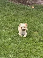 Poppi, a female Poodle - Toy  for sale in Springfield, MO – 2 of 6