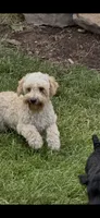 Poppi, a female Poodle - Toy  for sale in Springfield, MO – 6 of 6