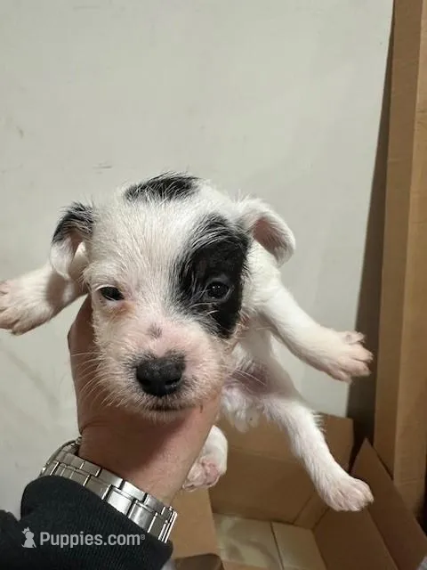 Michael – Jack Russell Terrier puppy for sale in Springfield, MO