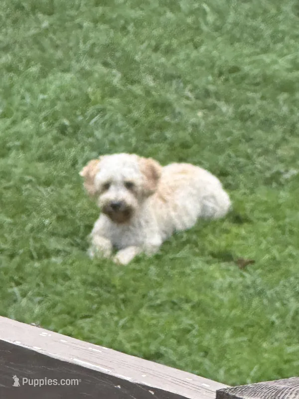 Poppi – Poodle - Toy  puppy for sale in Springfield, MO