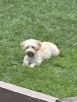 Poppi, a female Poodle - Toy  for sale in Springfield, MO – 1 of 6