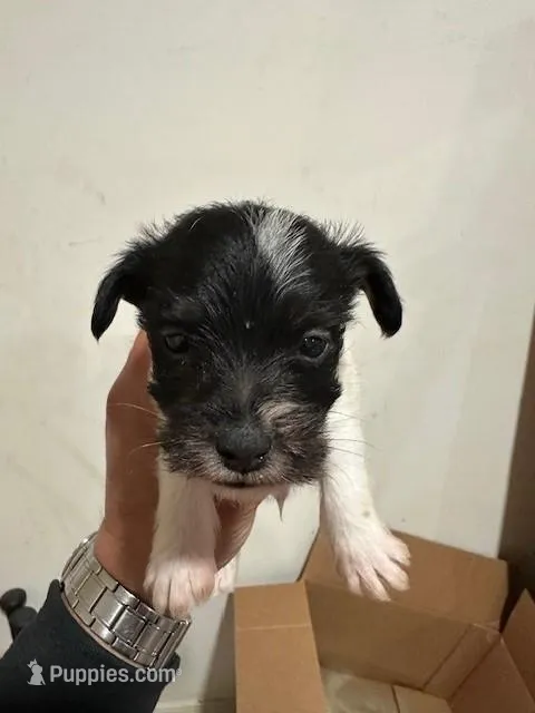 Jim – Jack Russell Terrier puppy for sale in Springfield, MO