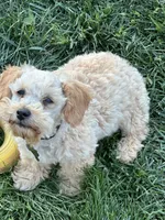 Poppi, a female Poodle - Toy  for sale in Springfield, MO – 5 of 6