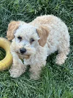 Poppi, a female Poodle - Toy  for sale in Springfield, MO – 4 of 6