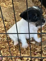 Jim, a male Jack Russell Terrier for sale in Springfield, MO – Photo 2 of 4