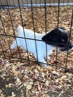 Jim, a male Jack Russell Terrier for sale in Springfield, MO – Photo 4 of 4