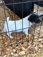 Jim, a male Jack Russell Terrier for sale in Springfield, MO – Photo 3 of 4