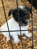 Jim, a male Jack Russell Terrier for sale in Springfield, MO – Photo 1 of 4