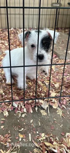 Pete – Jack Russell Terrier puppy for sale in Springfield, MO