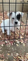 Pete, a male Jack Russell Terrier for sale in Springfield, MO – Photo 1 of 8