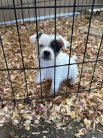 Michael, a male Jack Russell Terrier for sale in Springfield, MO – Photo 5 of 5