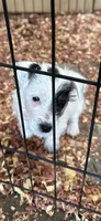 Pete, a male Jack Russell Terrier for sale in Springfield, MO – Photo 2 of 8