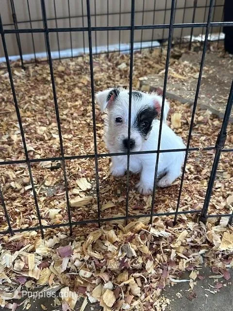 Michael – Jack Russell Terrier puppy for sale in Springfield, MO