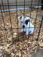 Michael, a male Jack Russell Terrier for sale in Springfield, MO – Photo 1 of 5