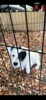Pete, a male Jack Russell Terrier for sale in Springfield, MO – Photo 8 of 8