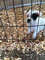 Michael, a male Jack Russell Terrier for sale in Springfield, MO – Photo 4 of 5