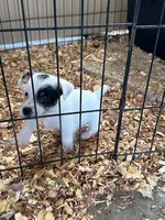 Michael, a male Jack Russell Terrier for sale in Springfield, MO – Photo 3 of 5