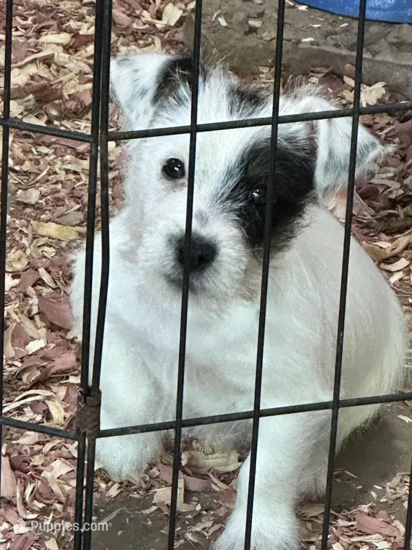 Petey – Jack Russell Terrier puppy for sale in Springfield, MO