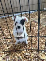 Michael, a male Jack Russell Terrier for sale in Springfield, MO – Photo 2 of 5