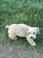 Poppi, a female Poodle - Toy  for sale in Springfield, MO – 3 of 6