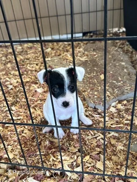 Pam – Jack Russell Terrier puppy on hold in Springfield, MO