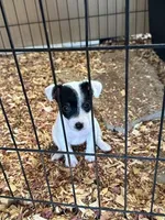 Pam, a female Jack Russell Terrier for sale in Springfield, MO – Photo 1 of 3