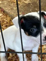 Pam, a female Jack Russell Terrier for sale in Springfield, MO – Photo 3 of 3