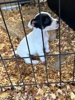 Pam, a female Jack Russell Terrier for sale in Springfield, MO – Photo 2 of 3