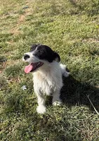 Macy, a female Jack Russell Terrier for sale in Springfield, MO – Photo 4 of 4