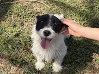 Macy, a female Jack Russell Terrier for sale in Springfield, MO – Photo 1 of 4