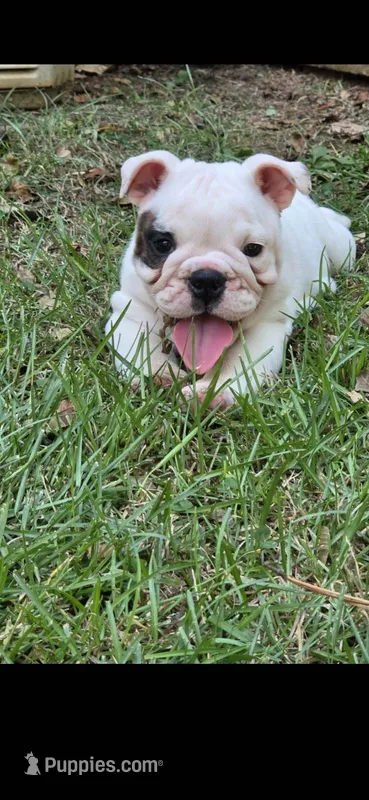 Glo - Pics updated 10/07 – English Bulldog puppy for sale in Oxford, AL