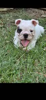 Glo - Pics updated 10/07, a female English Bulldog for sale in Oxford, AL – 1 of 3