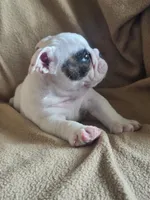 Glo - Pics updated 09/23, a female English Bulldog for sale in Oxford, AL – 3 of 10