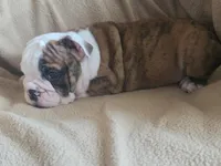 Brindle Boy, a male English Bulldog for sale in Oxford, AL – 3 of 5
