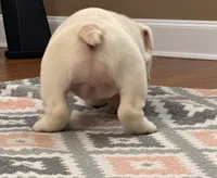 Left Eye, a female English Bulldog for sale in Oxford, AL – 5 of 5